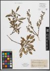 Foto von Salix purpurea L. x Salix repens L.